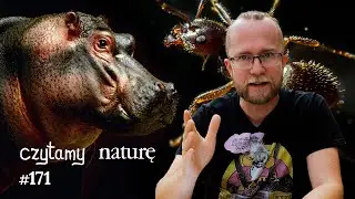 Kokainowe hipopotamy - Bakterie od mamy - Latarnie morskie mrówek | Czytamy naturę 