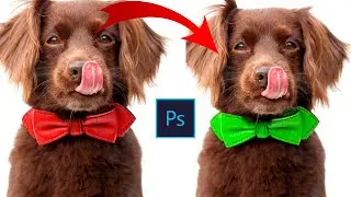 Cute Dog Tie Top Color Transformation In Adobe Photoshop Cc 2020