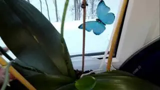 Орхидеи моей подруги....