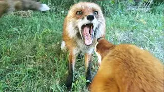 How Do Red Foxes Communicate?