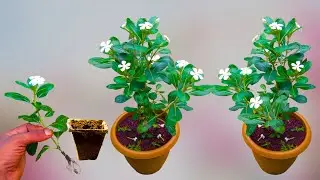 I found the best way to plant vinca flowers in containers || How to plant nayantar flowers in pot