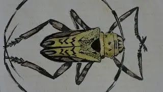 Рисунок жука для детей. Käfer Zeichnung für Kinder.