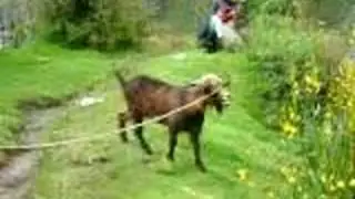 Man Goat