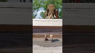 #indianapolis  #zoo #elephant #animals #zooanimals #vlog #fypシ #trending #fyp #viralvideo #shorts