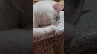 очень сложно #доброеутро #cat #смешнойкот #федя #котыприколы #смешныекоты