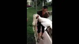 в Астрахани Умер лебедь на Лебедином озере