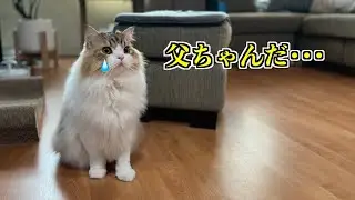 10日ぶりに一時帰国から帰った飼い主と再開した愛猫 / 父ちゃんの首の症状報告【田舎っぺ父ちゃんとタイに住んでいる猫】