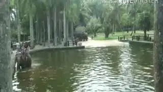 Видео +поставьте дизы пж