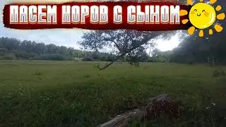 Пасём с сыном коров летом. Ёжики.