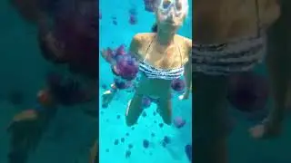 акула в Египте  после этого эти кадры, кажутся зловещими, а не красивыми 