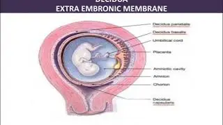 Trophoblast, Decidua and Extra embriyonic membranes ( EEM)