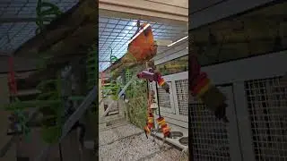 Parrot does tricks for me to buy him