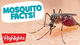 Did you Know? MOSQUITOS | Laugh, Learn and Play | Highlights Kids