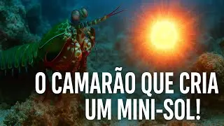 💥😱 Esse Pequeno Animal Dá O Soco Mais Forte Do Mundo!🔥🦐