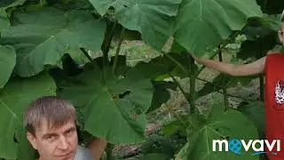 Павловния. От семечки до дерева, этапы роста, сезон 2019