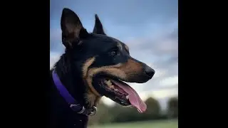 Beloka Gus