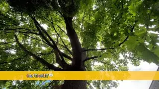Kelowna Tree Protectors want more action from the city