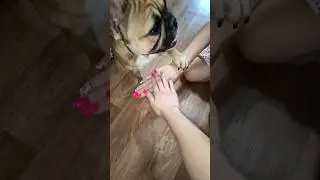 Один за всех и все за одного — это отныне наш девиз! #recommended #собака #тримушкетера #семья