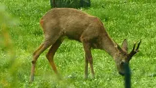 Biche