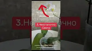 10 причин неудачной реанимации орхидеи. 