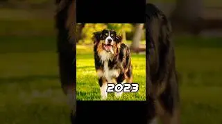 2023 dog 🐶 vs 5000 bce dog 💥 #viral #shorts