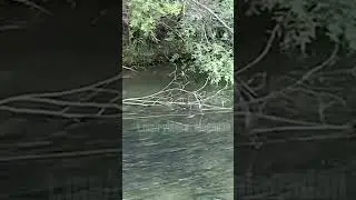 Лосось скопился в ручье