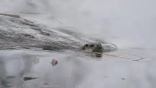 Croome Otter January 2019