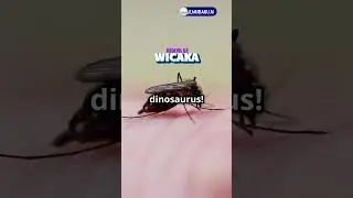fakta unik nyamuk