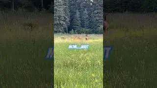 #deer #cuteanimal #cuteanimals #babyanimals #nature #wildlife