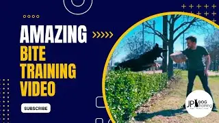 Amazing German Shepherd leaping and bite