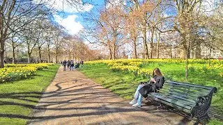 London Spring Walk with Cherry Blossoms 🌸 Big Ben to Hyde Park Corner - 4K 60fps