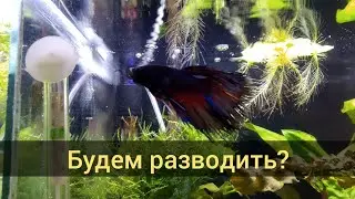 Коронановости. Будем разводить петушков!