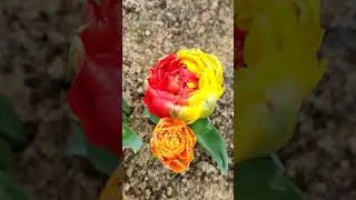 ДЛЯ ЛЮБИТЕЛЕЙ 🌷 ТЮЛЬПАНОВ