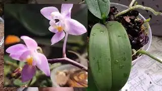 09/07/22 Phal.Equestris Mauve ORCHID transplanted into a closed system