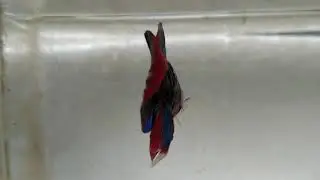 Betta multicolour /strong colour