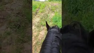 Верховая езда движение через овраг