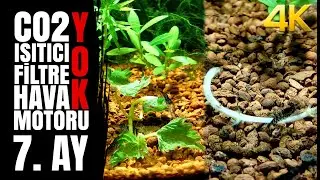 Shrimps' stinging nettle feast - 7 Month - Planted Fish Bowl -  NO filter, NO CO2, NO Ferts