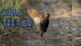 Kala Teetar Ki Awaz | Kala Teetar | Black Francolin | Kala Teetar ki Khubsurat Awaz | black teetar