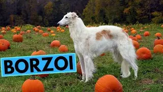 Borzoi Dog Breed - TOP 10 Interesting Facts