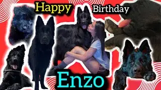“From Puppy to Big Boy 🎉 Enzo’s Birthday Glow-Up (Before & After Journey)”