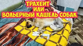 Трахеит или Вольерный кашель собак