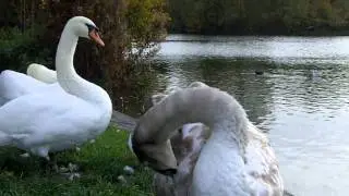 Leatherhead/Fetcham Mill Pond (Near Fire station)