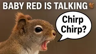 Baby Red making noises, what do you think he is saying?
