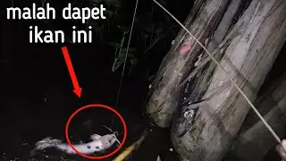 MANCING IKAN GABUS MALAH DAPET IKAN INI ( SALAH SASARAN ) TAPI MANTAPS LAH