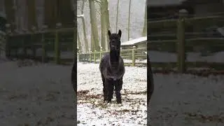 Happy Llamas #llamas #cuteshorts #youtubeshorts