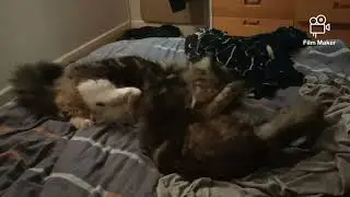 Funny cat punch up