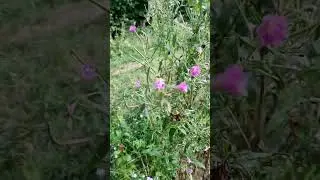 кипрей мелкоцветковый
