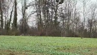 Chevreuils qui s’enfuit dans la colline 