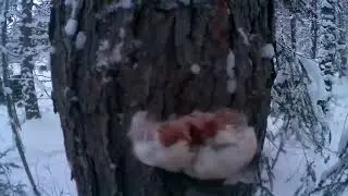 Быстрая установка капкана КП 120-140 на соболя без ящика.