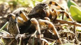 во время съемок ни один тарантул не пострадал (тарантул Geolycosa vultuosa)